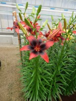 [4065 London Heart Mak No201.JPG]